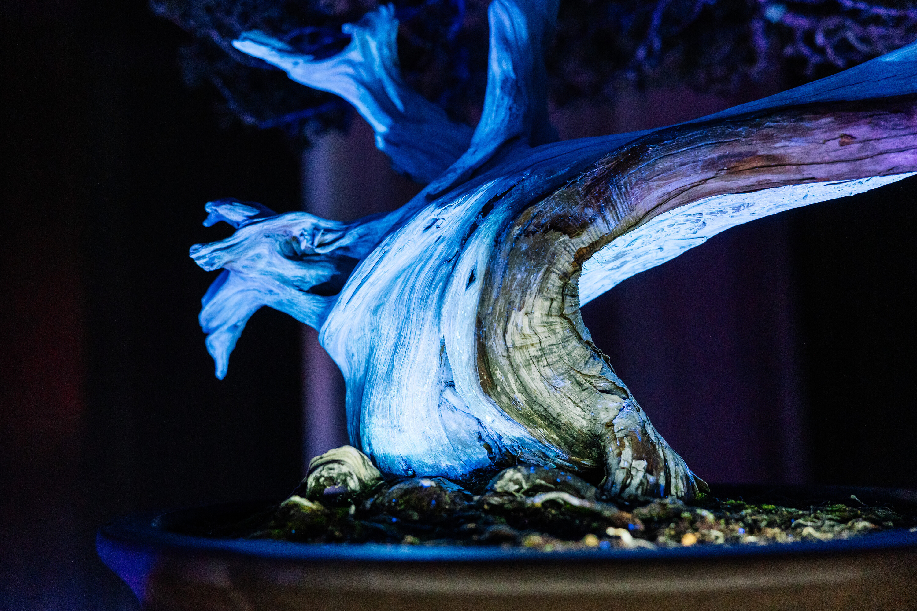 Longwood Gardens archive: 841707 Garden%20Glow%20 %20February%202026 Mathias %20Becca%20 Commissioned%20as%20of%204 2022